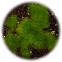 Independent Gametophytes